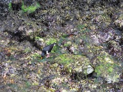 Haematopus ostralegus