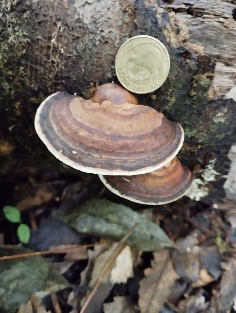 Neofomitella hemitephra · April 2026 · photo: © geoffr (iNaturalist, cc0)