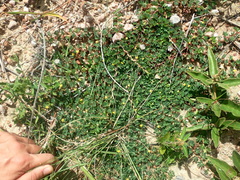 Chamaecrista kunthiana