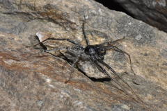 Pardosa nigra