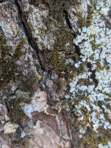 Drummondia prorepens observed 2026-04-24