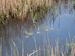 Utricularia radiata