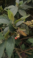 Varronia cylindrostachya