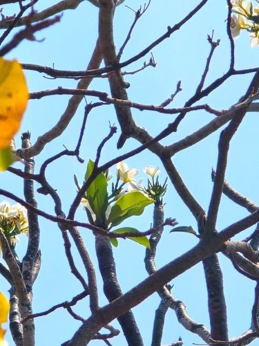Cacaloxóchitl (Plumeria rubra)