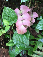 Adiantum macrophyllum