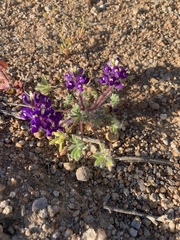 Lupinus flavoculatus