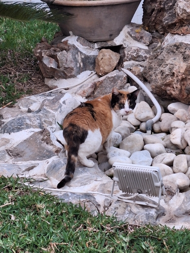 Avistamiento Gato montés (Sierra Nevada)