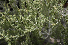 Mortonia scabrella