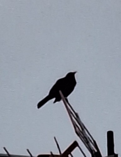 Avistamiento Turdus merula