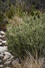 Mortonia scabrella