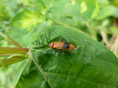 Cantharidae