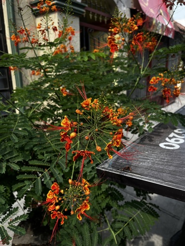 peacock flower