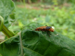 Cantharidae