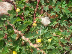 Chamaecrista kunthiana