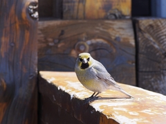 Melanodera xanthogramma