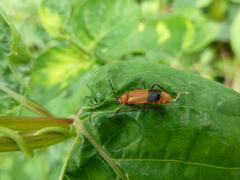 Cantharidae
