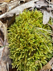 Bryoandersonia