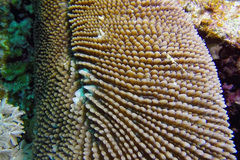 Ctenactis crassa