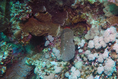 Ctenactis crassa
