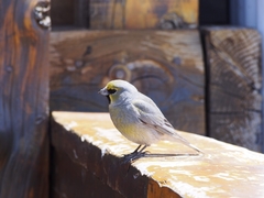 Melanodera xanthogramma