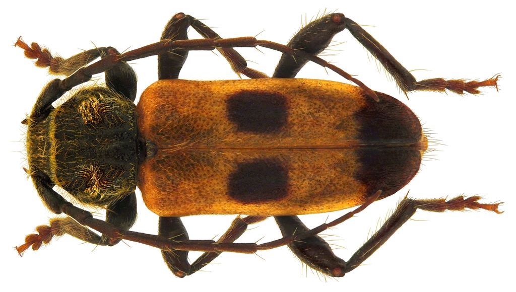 Semanotus
