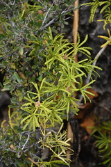 Choisya dumosa