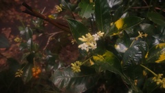 Palicourea boqueronensis