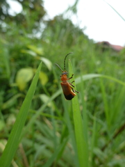 Cantharidae