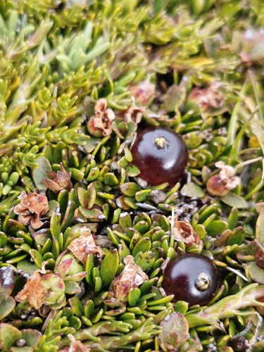 Coprosma atropurpurea, photograph 6