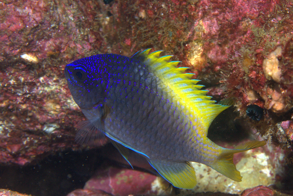 Blue-And-Yellow Chromis