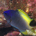 Limbaugh's Chromis - Photo (c) craigjhowe, some rights reserved (CC BY-NC)