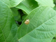 Plataspidae