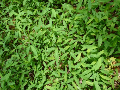 Japanese stiltgrass