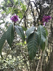 Palicourea angustifolia