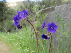 Phacelia minor