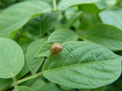Plataspidae