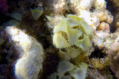 Turbinaria decurrens