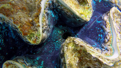 Tridacna squamosina