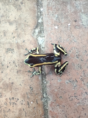 Yellow-striped Poison Dart Frog