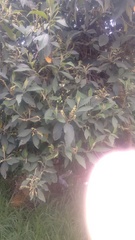 Varronia cylindrostachya