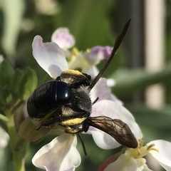 Andrena agilissima