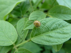 Plataspidae