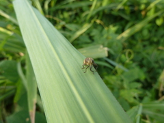 Curculionoidea