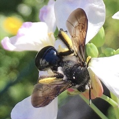 Andrena agilissima
