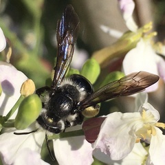 Andrena agilissima