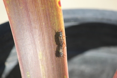 Ozodiceromyia nigrimana