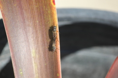 Ozodiceromyia nigrimana