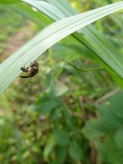Curculionoidea