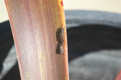 Ozodiceromyia nigrimana