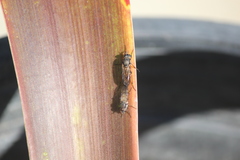 Ozodiceromyia nigrimana